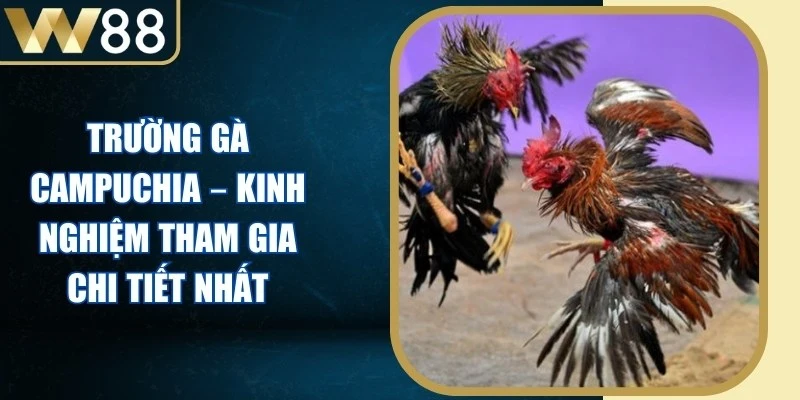 Trường Gà Campuchia